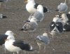 Caspian Gull at Hole Haven Creek (Steve Arlow) (160137 bytes)
